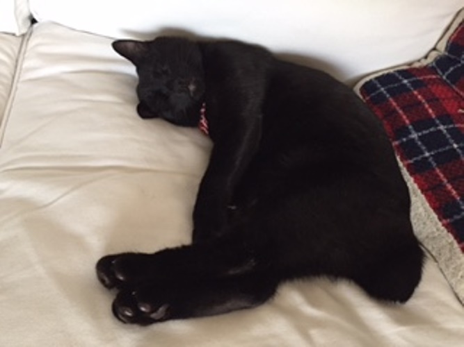 時々、ニイノちゃんやママの布団で寝ることもある