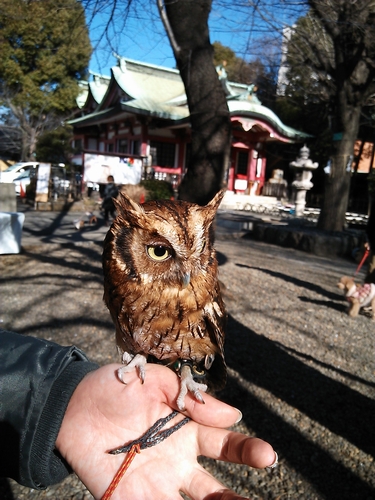 新年は動物たちも皆、幸せに（参詣する木の葉ずく）（市谷亀岡八幡宮）