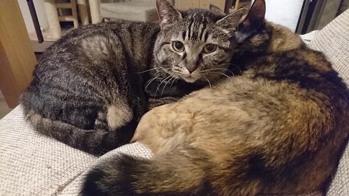 モモとあんずはいつも仲良し