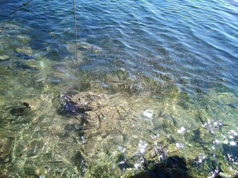 風車を改装したレストランの波打ち際席にて。魚、見えますか？ちょこっとパンを落とすともっとたくさん寄ってきます（スキアソス島）