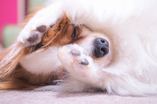 「僕はパパの足の間で、弟はパパの横に毛布を敷いて寝る」GOOD　NIGHT