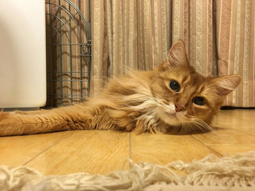 老衰のため、だんだんと起き上がるのが難しくなってきた