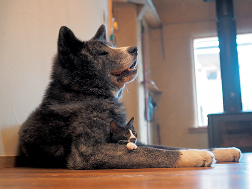 「はちわれ兄弟」から　(Ｃ)主婦と生活社／久方広之
