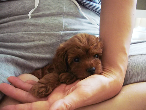 手のひらに乗るほどちっちゃかった