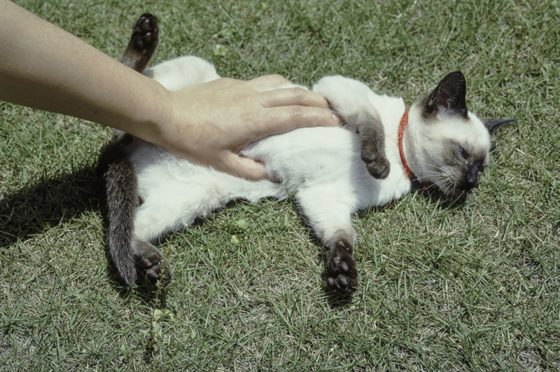 「なぜ？の図鑑」学研プラス提供