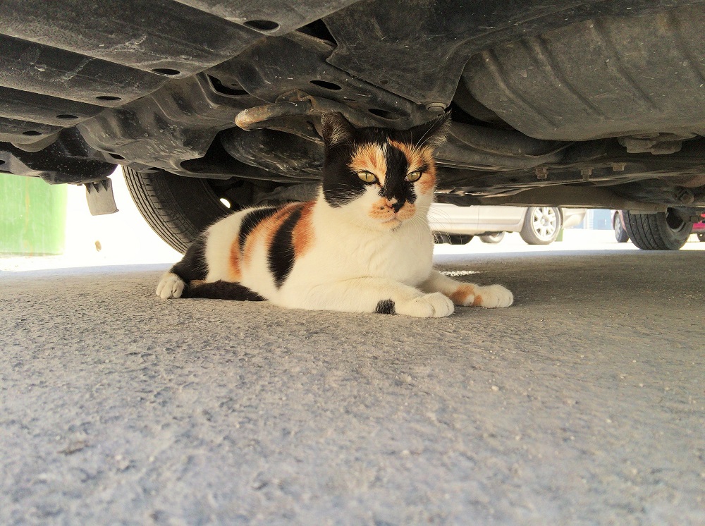 車の下からこんにちは