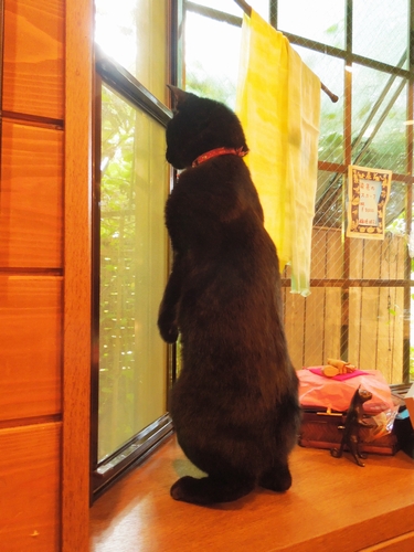 秘密をもっている黒猫「ネロ」（辰巳出版 / 佐竹茉莉子)