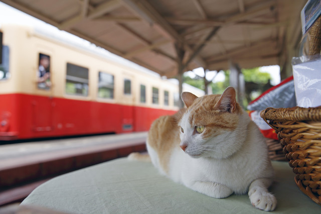 「駅猫Diary」より＝洋泉社提供