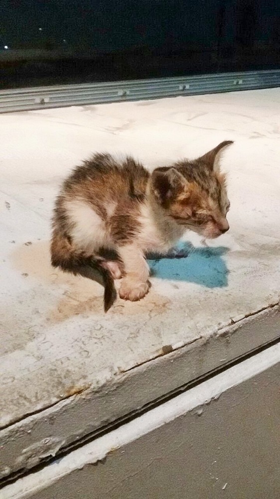 発見されたときの写真