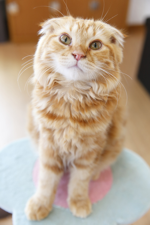 写真協力／ビークラブ猫店