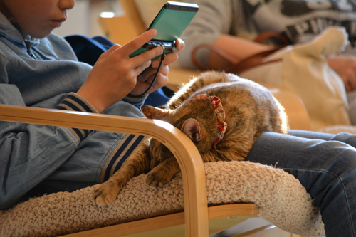 お腹の上はいいベッドになるにゃ