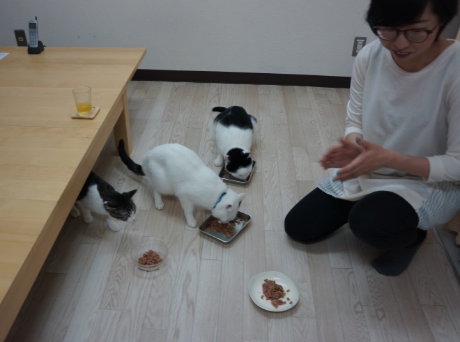 猫たちの食事は、昼12時と、夜7時の2回