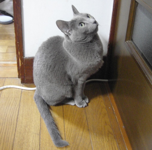 克也さんの帰りを「お待ちかね」の様子で部屋で待つ