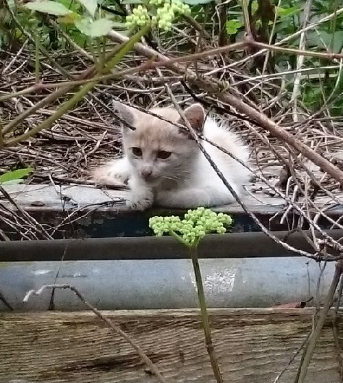 仕事先で保護した幼少時のネチオ　元の名前は「チビ」