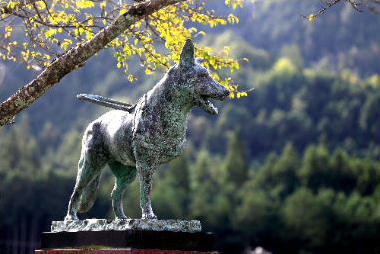 盲導犬サーブ（岐阜県郡上市）＝主人の身代わりになる形で車にはねられ、左前脚を失ったという