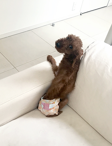 おむつをはずせるよう現在トレーニング中