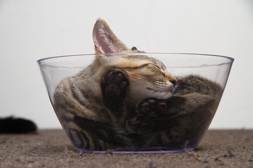 ガラス容器の猫ちゃん（辰巳出版/ 芳澤ルミ子）