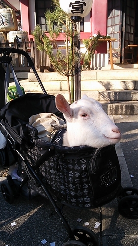 めえ～でたくいきましょう（参詣するヤギ）（市谷亀岡八幡宮）