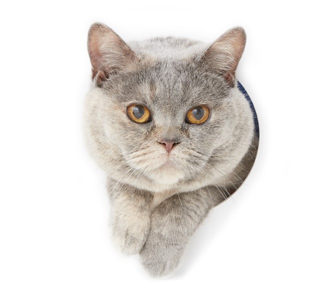 自己の邸内で烏輩に侮辱されたとあっては、吾輩の名前にかかわる。名前はまだないから係わりようがなかろうというなら体面に係わる。