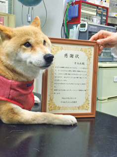 すみれちゃん応援団から感謝状をもらいました＝写真／群馬わんにゃんネットワーク