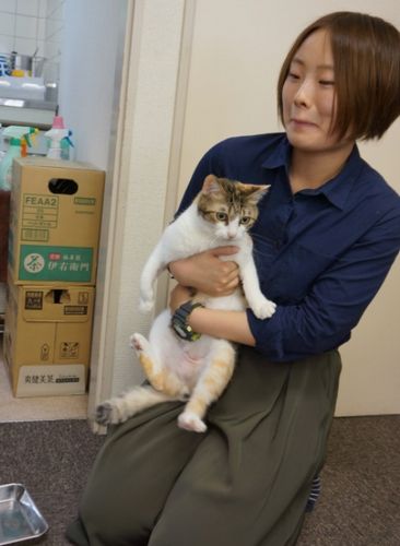 新入社員の橋本百恵さん「家では飼ってないけど会社で猫と会うのは楽しい」3階のごはんとトイレ係