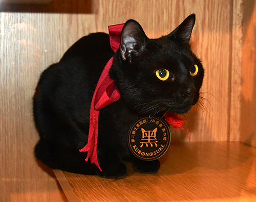 夢二郷土美術館に新しくできた執務室でくつろぐ猫の「黒の助」。竹久夢二の描いた猫にそっくりということで「お庭番」を任せられた＝岡山市中区浜２丁目