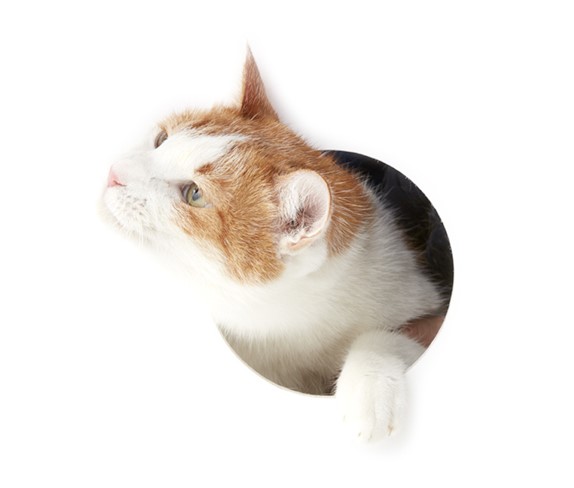 ちょっと読者に断って置きたいが、元来人間が何ぞというと猫々と、事もなげに軽侮の口調を以て吾輩を評価する癖があるは甚だよくない。