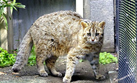 ヤマネコ ツシマヤマネコ来園から10年、愛されて人気者 「ヤマネコ祭」 | 「犬