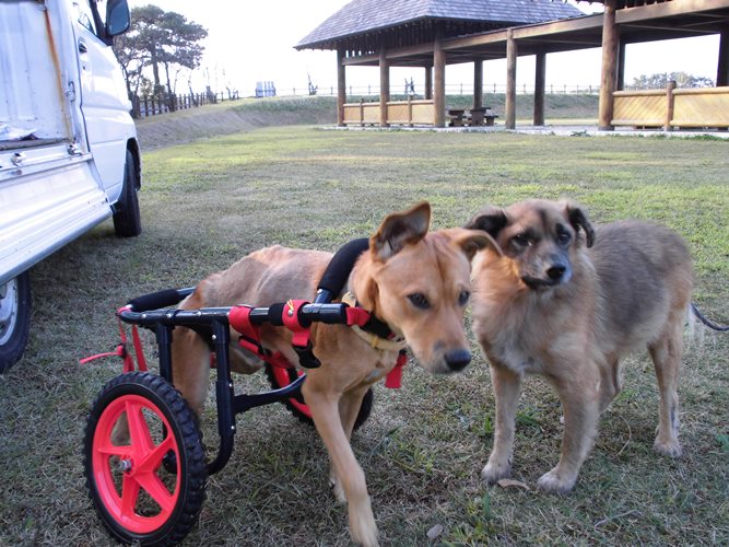寅とともに運動公園に到着したラッキー（撮影＝島田須尚）
