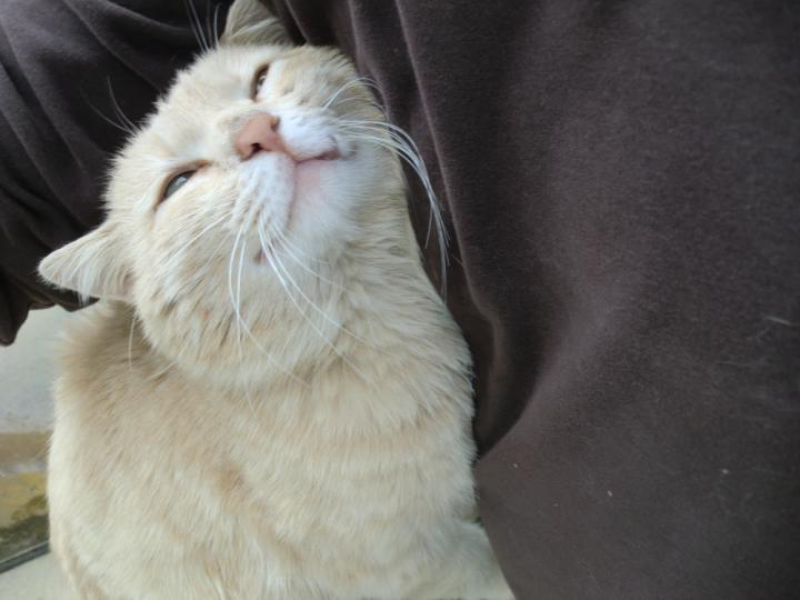 『縁側ネコ一家　ありのままハハケルとマイケルとミカンたち』（さくら舎）より