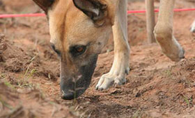 地雷探知犬、人と一緒に歩いて探す カンボジア | 「犬や猫ともっと幸せ