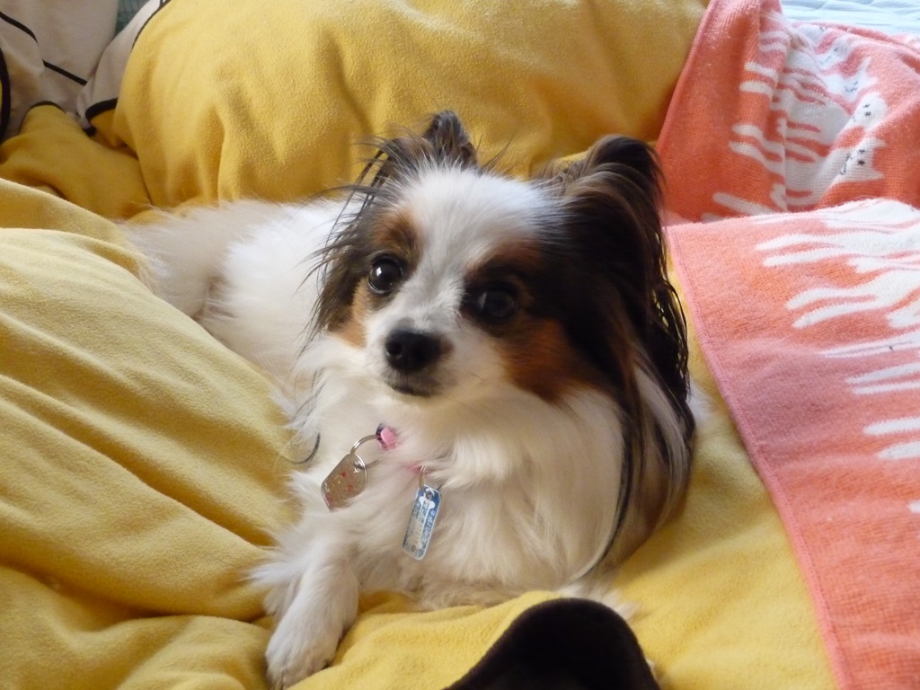 購入後に動脈管開存症だとわかったパピヨン