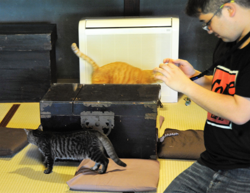 店内では自由に猫と触れ合い、写真撮影ができる