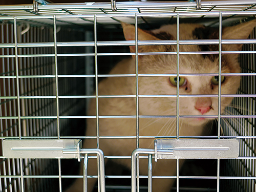 ＴＮＲのために捕獲した時　扶桑社/(C)太田康介