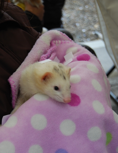 ハムスターも！（市谷亀岡八幡宮）