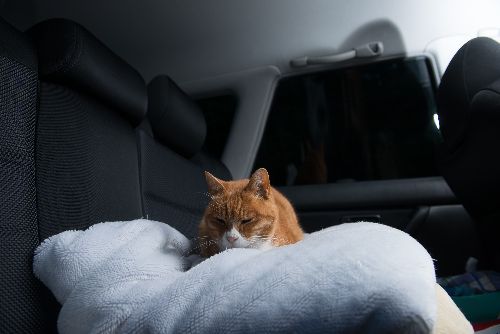 車中で眠りだすマメ「まだ帰らないで」といわれているようだった　写真＝上村雄高