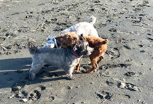週末は海に遊びに行きます