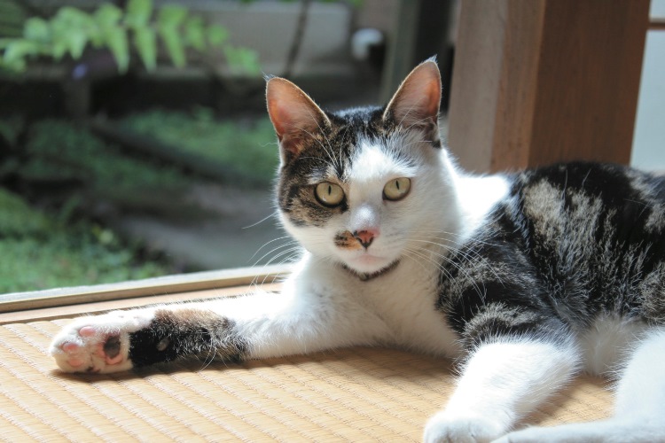 群上八幡「中嶋屋」べか 　写真＝伴田良輔