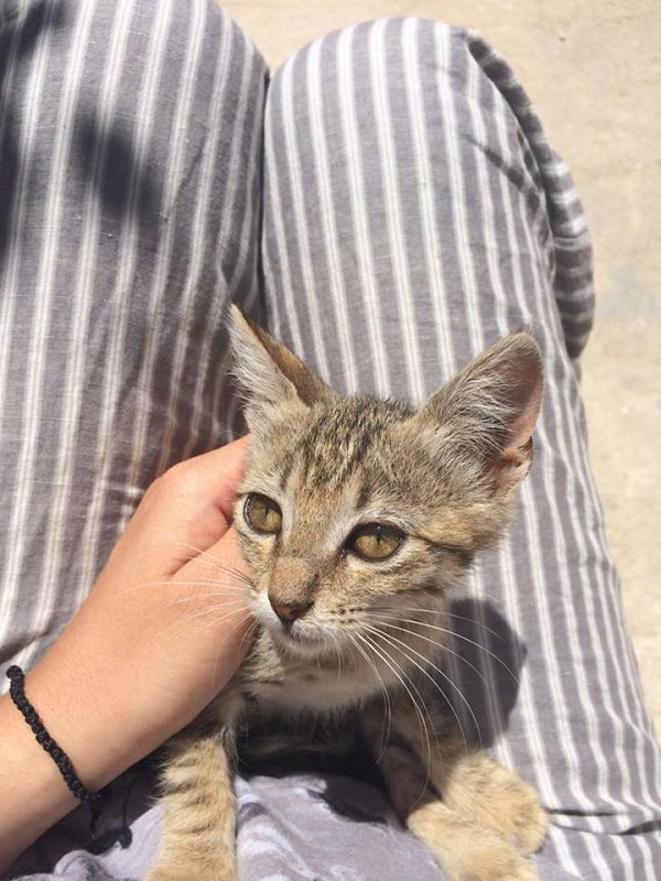 家の近くに住んでいる仔猫。膝に乗ってくれる仔猫が2匹います