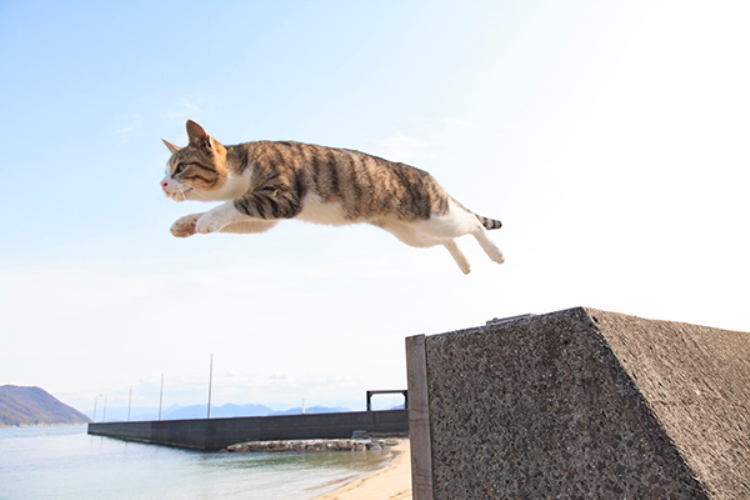 写真＝五十嵐健太　（デジタルカメラマガジン）