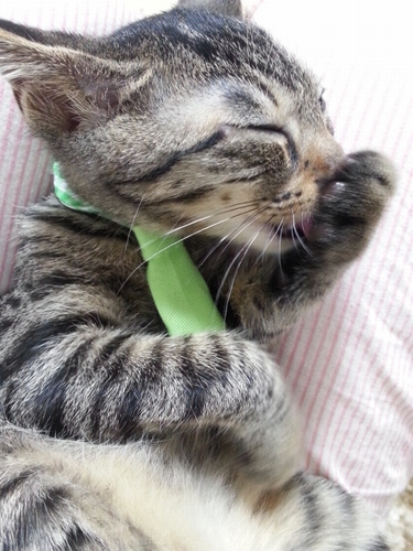 家に来てまもなく（生後3カ月の頃）