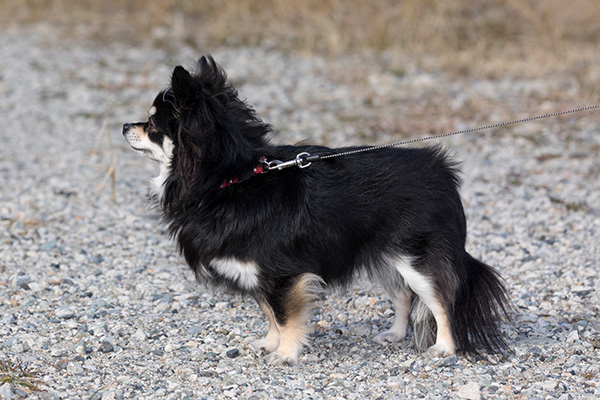 『チワワスタイル』から