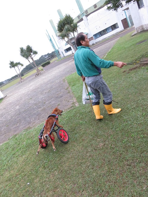 徳之島総合運動公園で仕事をする島田さんを追うラッキー（撮影＝小林照幸）