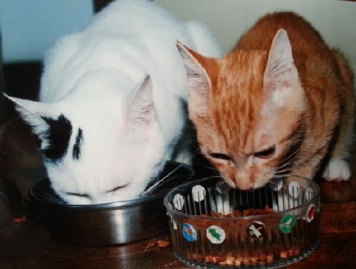 昔から食欲旺盛　ミミと並んでぱくぱく