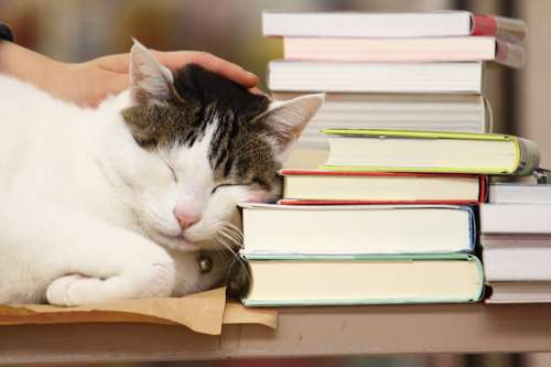 大好きな紙の匂いに包まれて、思わずウトウト