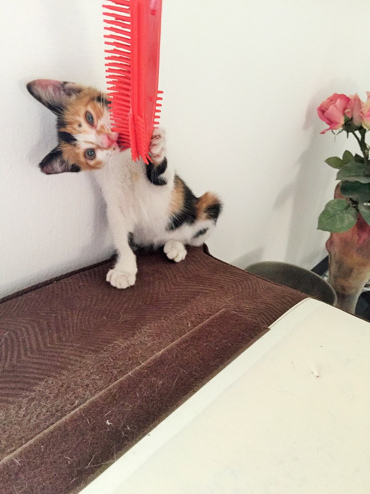 「これ、ちょっとかたいにゃ」