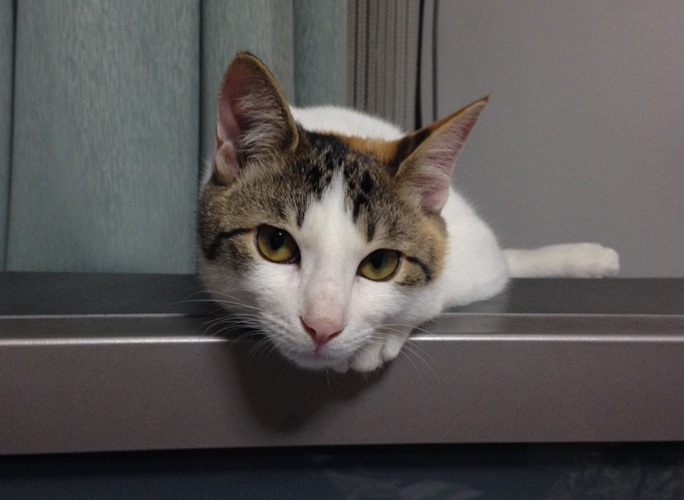 ロッシ―も好きだったテレビの上にのる、みぃ子