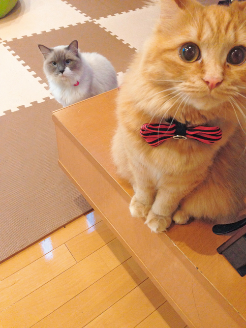 微妙な距離から見守るココ＝主婦の友社提供