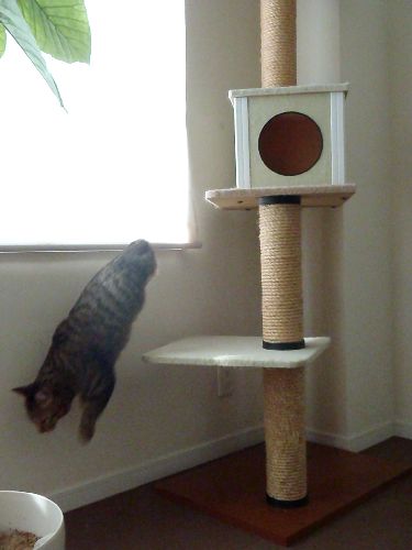 飛び降りる　　写真＝明日香さん