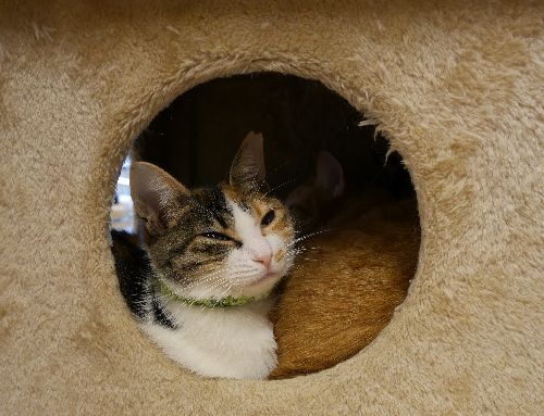 多頭崩壊現場から救出された「きよみ」（新たな家族が見つかりました）